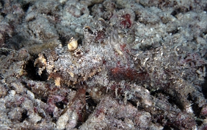 Raja Ampat 2019 - DSC07865_rc - Spiny devilfish - Poisson demon - Inimicus didctylus